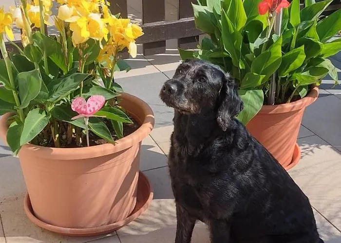 Schoene Aussicht Lejlighed